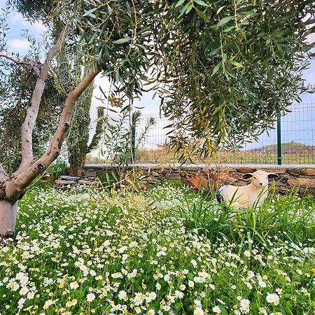 Eleia - Olive Garden & Stone House Apartmán Bodrum