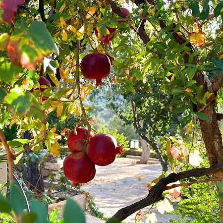 Apartmán Eleia - Olive Garden & Stone House Bodrum