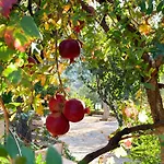 Apartament Eleia - Olive Garden & Stone House Bodrum