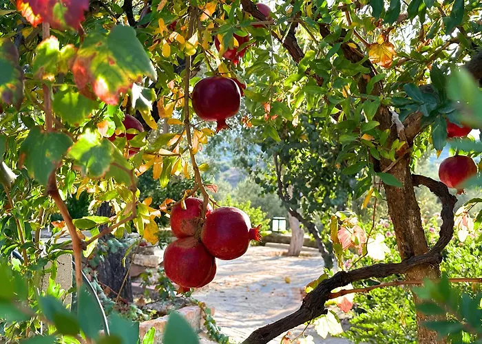 Apartman Eleia - Olive Garden & Stone House Bodrum