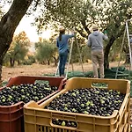 Eleia - Olive Garden & Stone House דירה בודרום