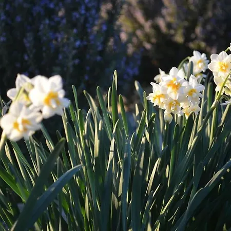 Eleia - Olive Garden & Stone House شقة بودروم