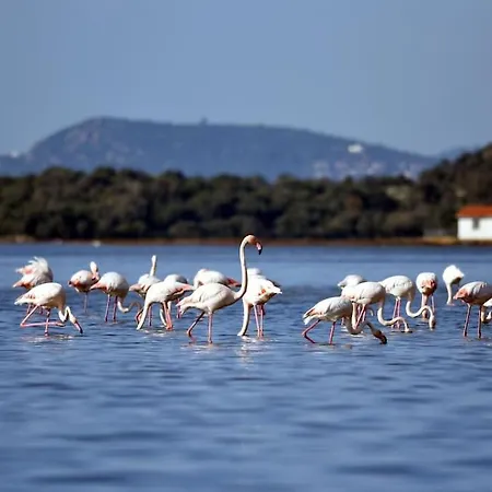 شقة Eleia - Olive Garden & Stone House بودروم