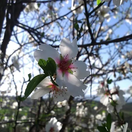 Eleia - Olive Garden & Stone House شقة *