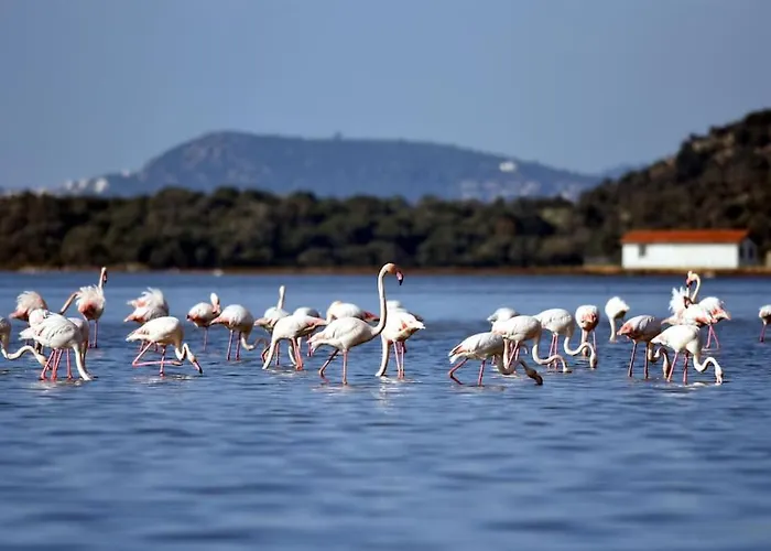 アパート Eleia - Olive Garden & Stone House ボドルム